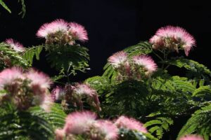 ネムノキの花