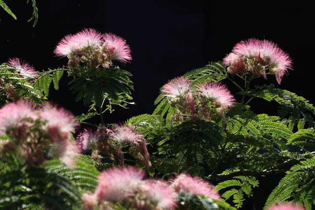 ネムノキの花