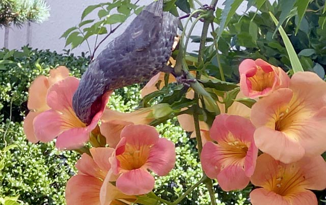 ノウゼンカズラの花の蜜を吸うヒヨドリ（燕市内で10日午後撮影）