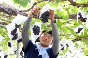 ブドウの王様「巨峰」の出荷が本格化