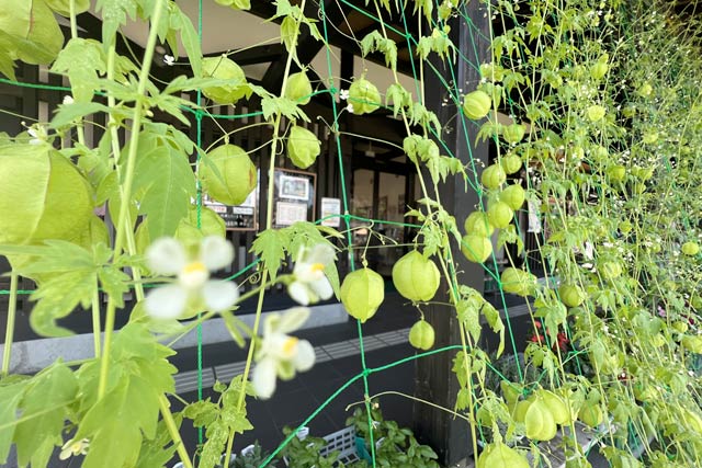 弥彦おもてなし広場の農産物直売所前のフウセンカズラのグリーンンカーテン