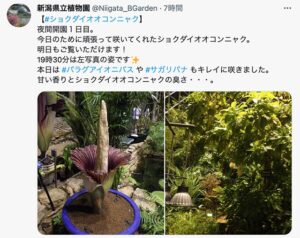 世界一大きく臭い花が県立植物園で日本最北の開花