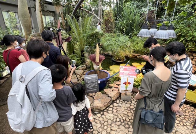 ショクダイオオコンニャクをあっ込んで観察する来園者
