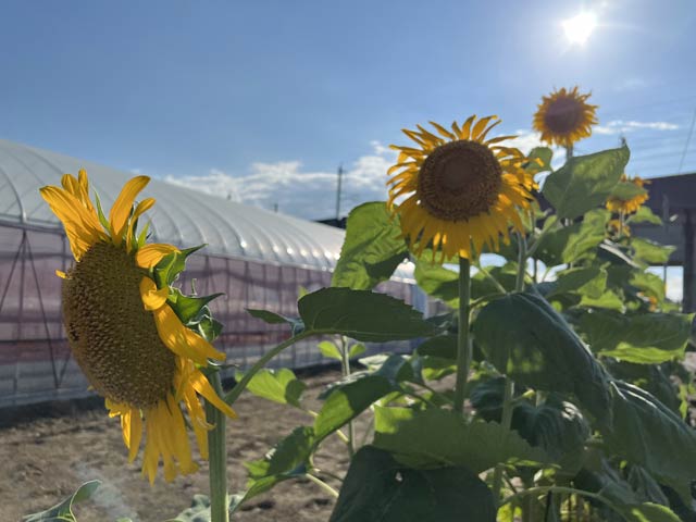 三条市上須頃地内で咲くヒマワリ