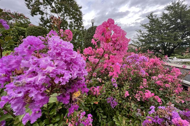 ピンクと紫の2色の花