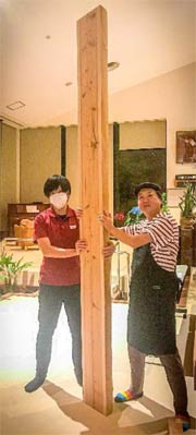 長さ3メートルのスギの木