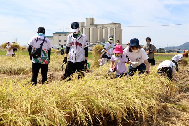 稲刈りに熱中する参加者