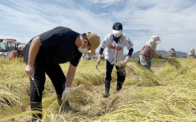 鈴木市長と並んで稲刈りする五十嵐さん
