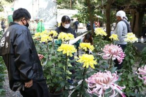 新潟県菊花連盟各支部から届くキク