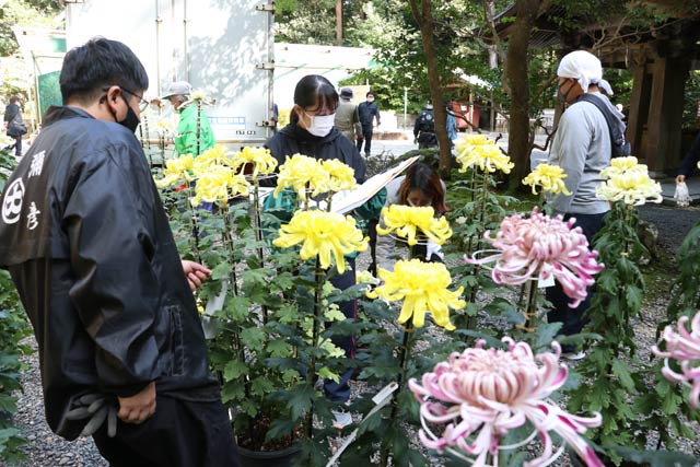 新潟県菊花連盟各支部から届くキク