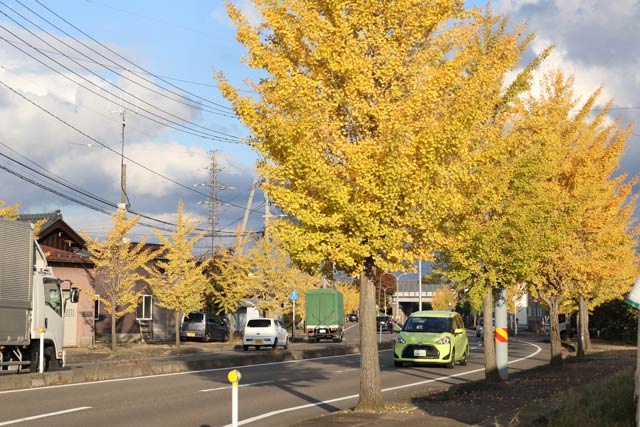 燕市井土巻地内で色づくイチョウ