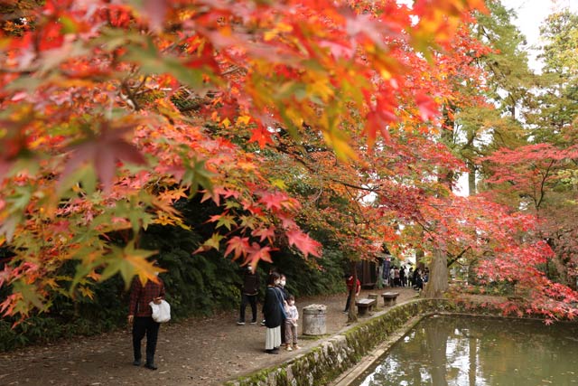 色鮮やかな紅葉