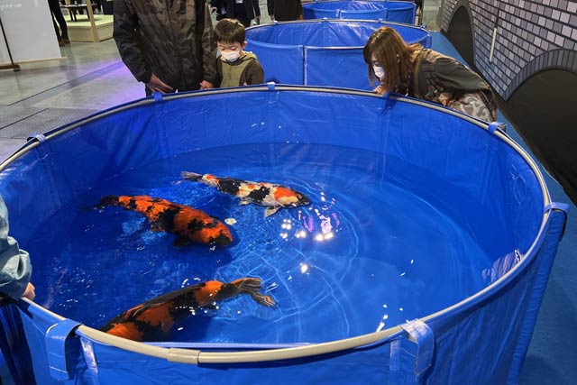 錦鯉の展示