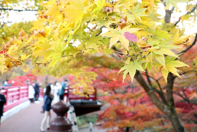 弥彦公園もみじ谷の紅葉