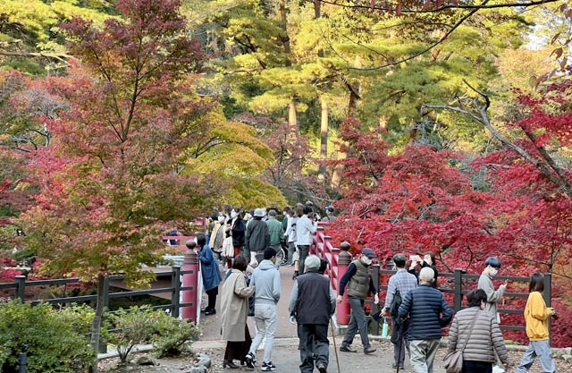 弥彦公園もみじ谷の紅葉