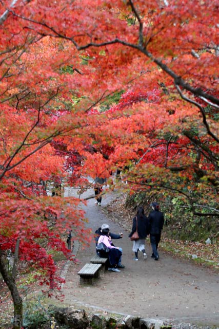 弥彦公園もみじ谷の紅葉