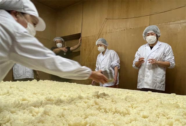 蒸し米に麹菌を振る