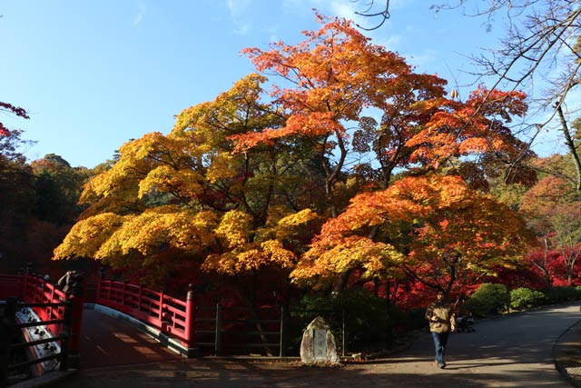 弥彦公園もみじ谷の紅葉