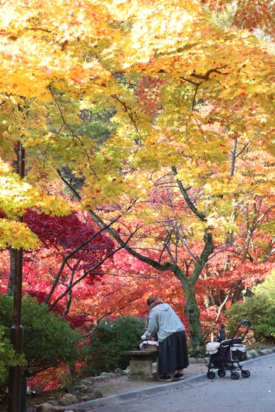 弥彦公園もみじ谷の紅葉