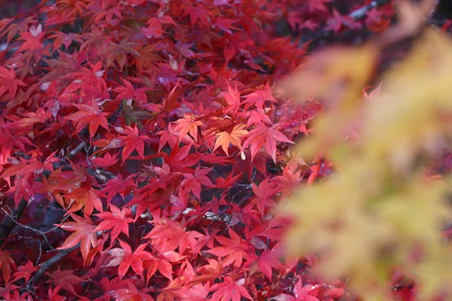 弥彦公園もみじ谷の紅葉