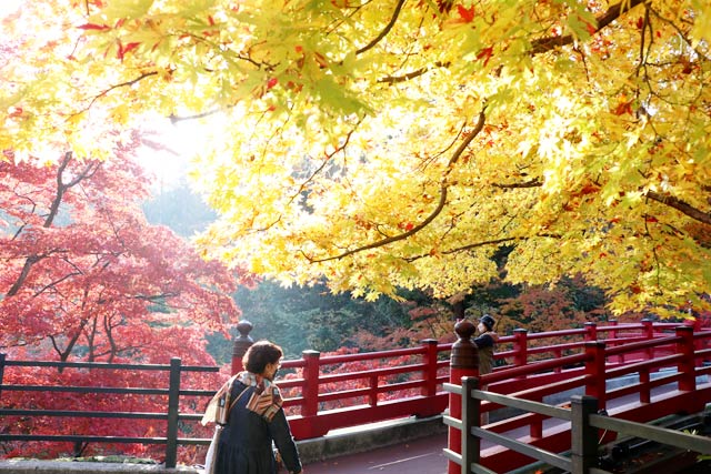弥彦公園もみじ谷の紅葉