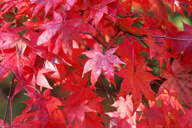 弥彦公園もみじ谷の紅葉