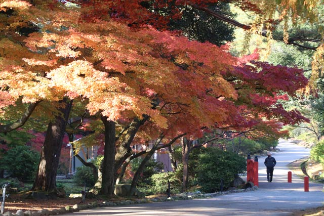 弥彦公園もみじ谷の紅葉
