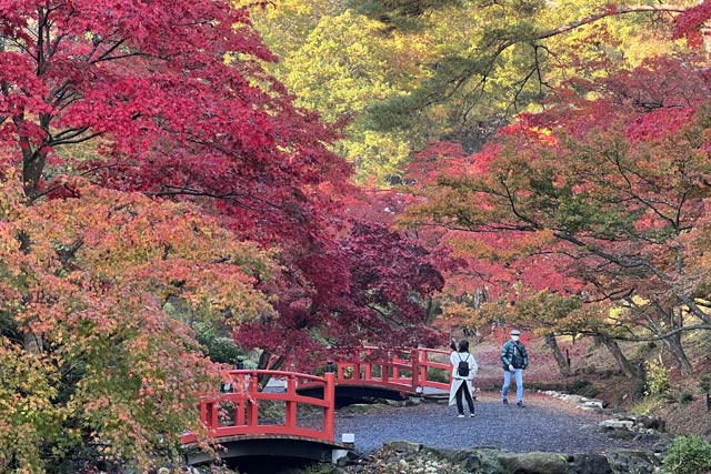 弥彦公園もみじ谷の紅葉