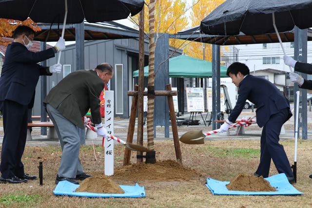 中央土地の桜に土入れ