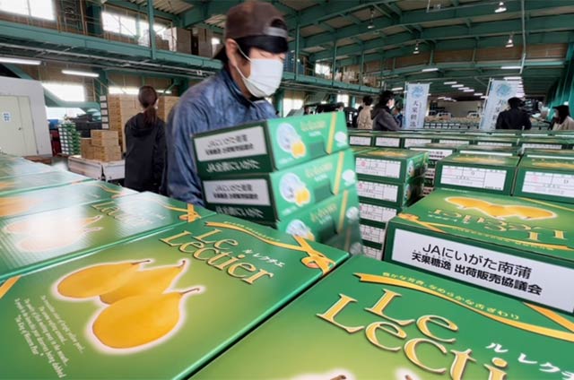 加茂集出荷場に次々と「ル レクチエ」を持ち込む生産者