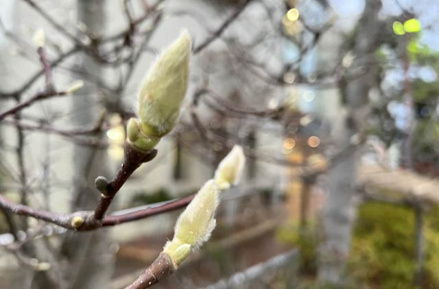 三条市中央公民館のモクレンのつぼみ