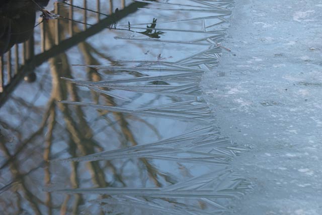 本成寺の堀に張った薄氷の端がとげとげに