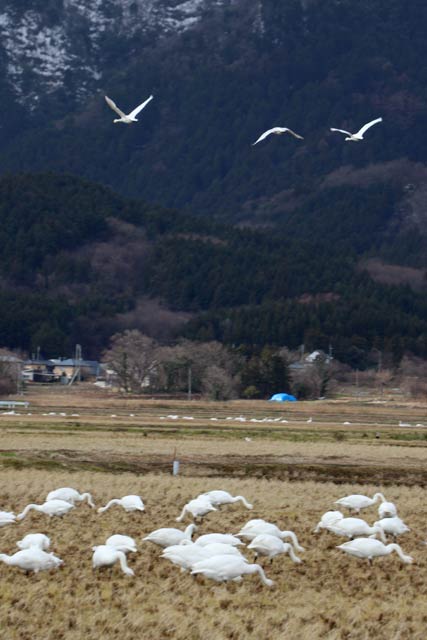 3日昼前の新潟市西蒲区田んぼでハクチョウの群れ