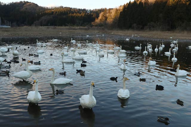 長嶺大池のハクチョウ
