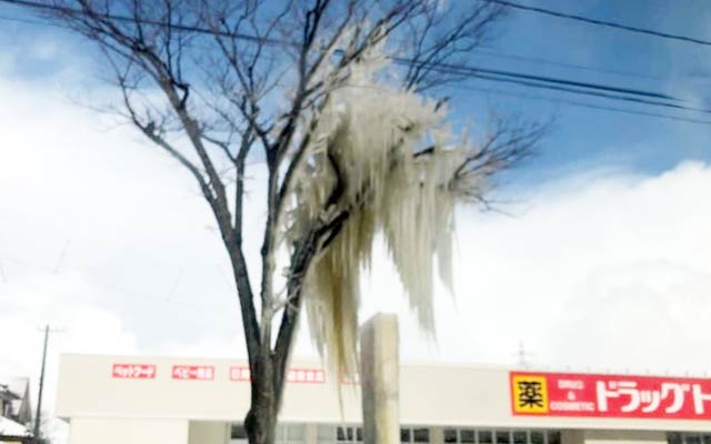 燕市分水地区の街路樹にしがみつくように成長した氷