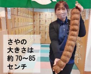 「世界一の豆風呂」に投入する世界一大きな豆「モダマ」