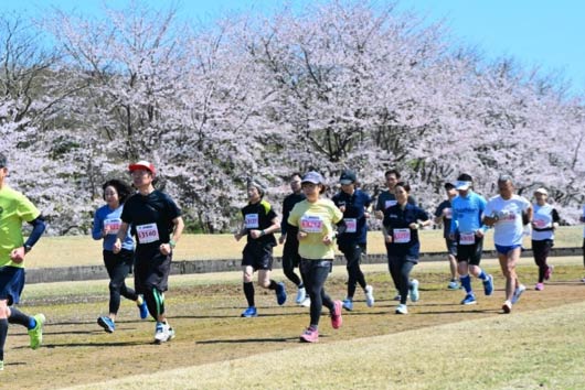 満開の桜の中を走る参加者
