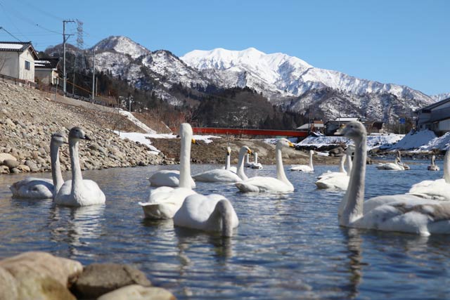 17日の白鳥の郷公苑前の五十嵐川に浮かぶハクチョウ