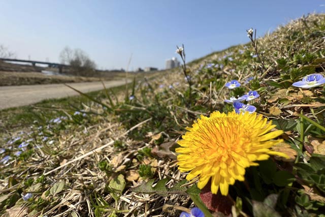三条市林町1地内の五十嵐川右岸堤防土手