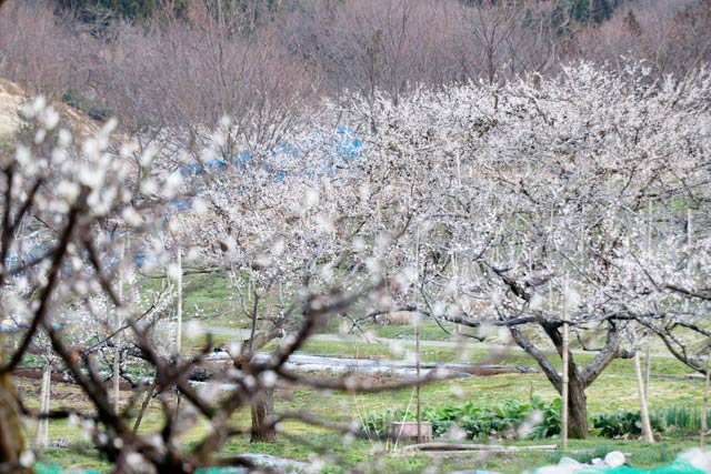 17日の田上梅林公園のようす