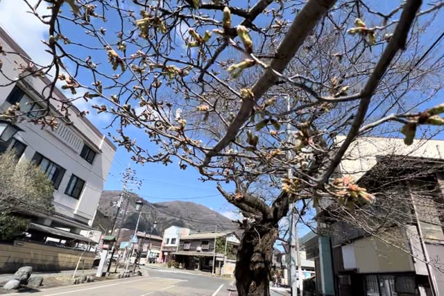停車場通りに1本だけあるヒガンザクラは遠目にはまだ開花したように見えない