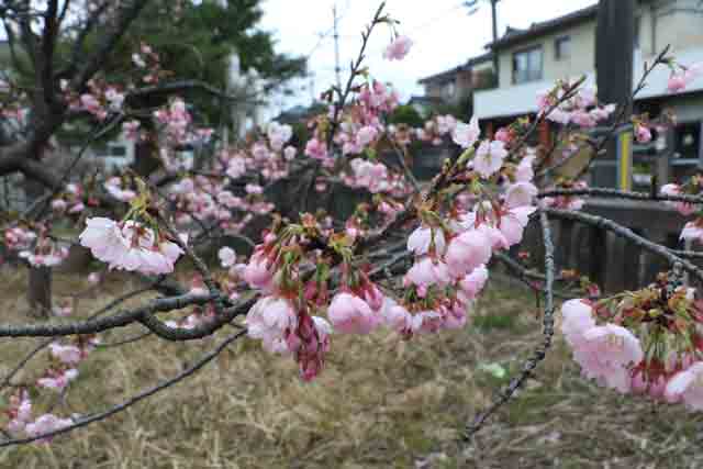 新潟市西蒲区巻地区の愛宕神社境内で早咲きのサクラと思われる開花
