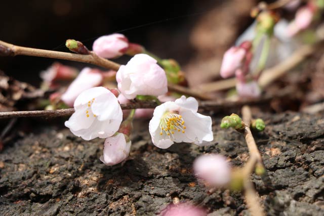 金山神社でほころんだ桜の花