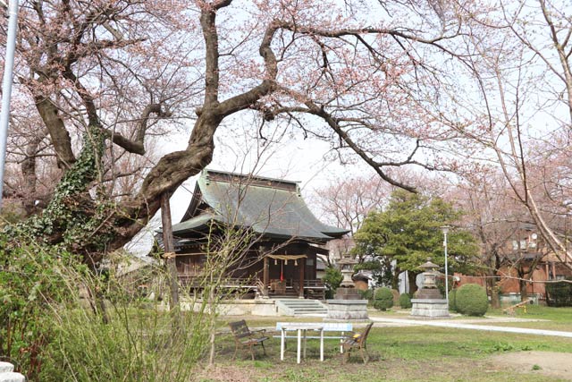 金山神社境内の桜はたくさんの赤いつぼみで枝が赤みを帯びて見える