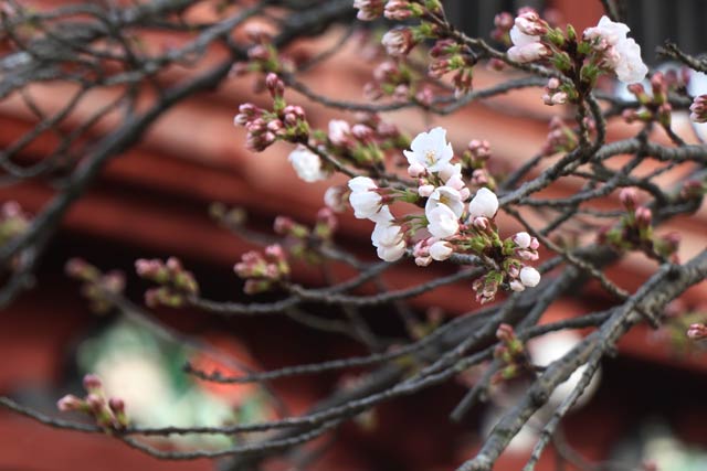 三条市・法華宗陣門流総本山「本成寺」境内で咲いた桜