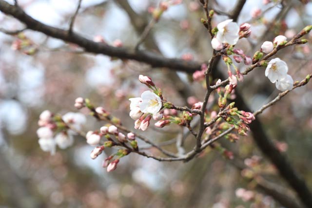 三条市・法華宗陣門流総本山「本成寺」境内で咲いた桜