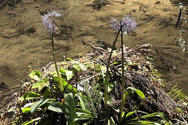 ショウジョウバカマの花