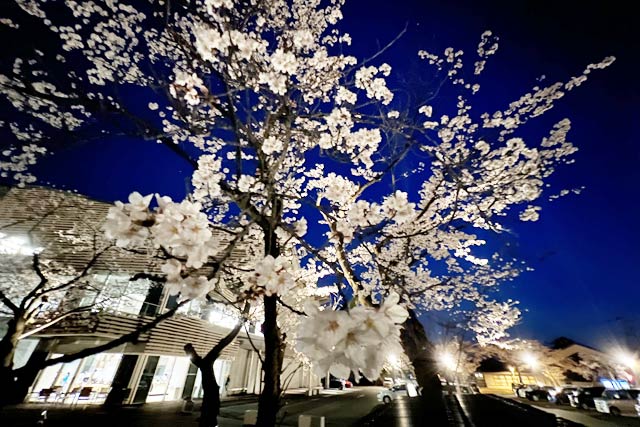 図書館等複合施設「まちやま」前の夜桜