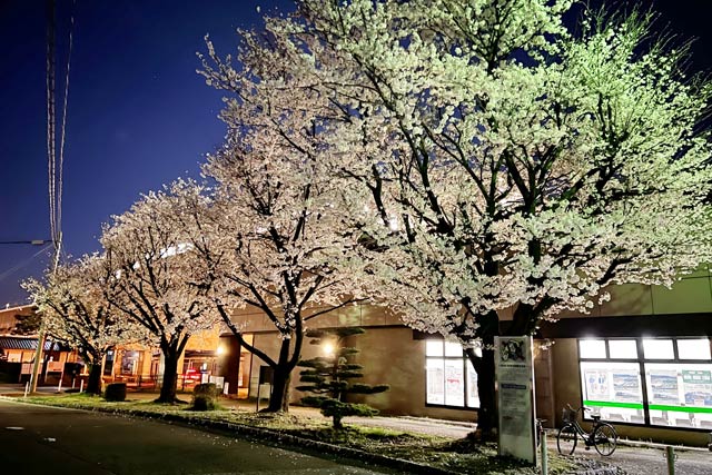 北三条駅前の夜桜