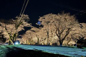 庄瀬小学校そばの桜並木のライトアップ